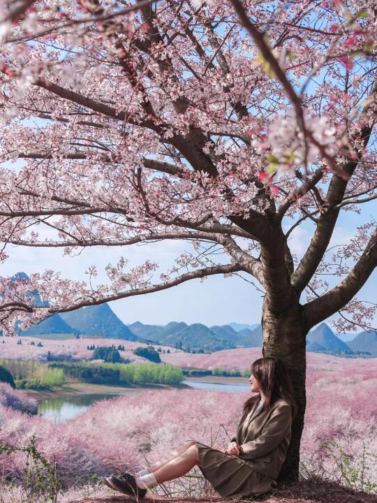 3🈷️全国都在贵州看樱花 | 五个📸机位攻略