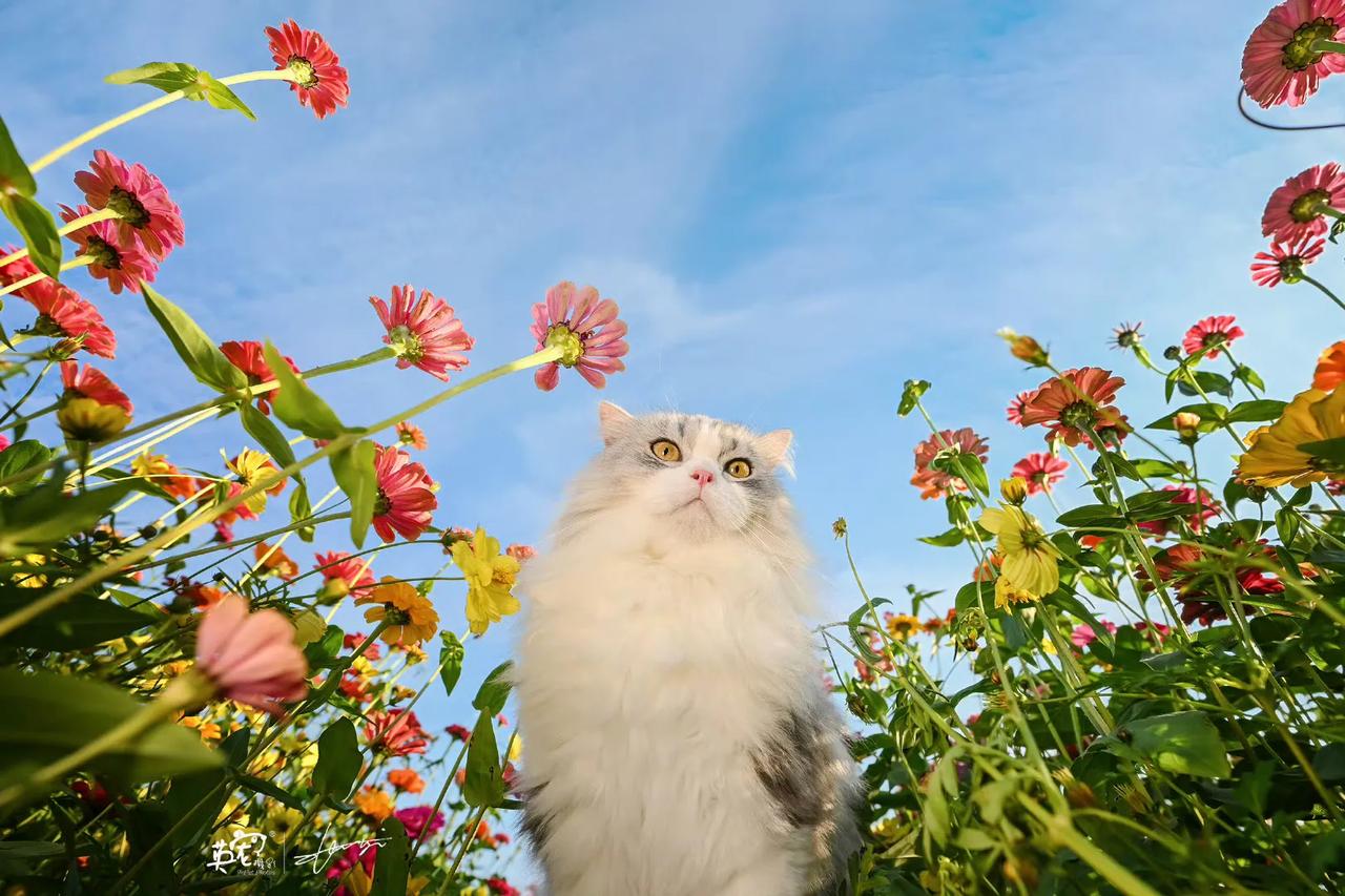 带小猫咪出门晒晒太阳🥰【上海拍摄】