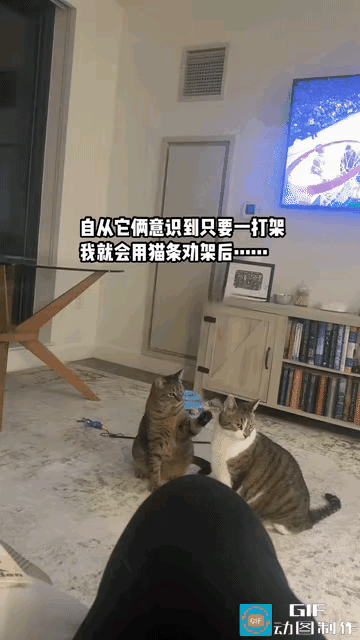 笑不活了！家里两只猫咪为了猫条，居然组团演戏😂
 
俩猫平时好的时候形影不离，
