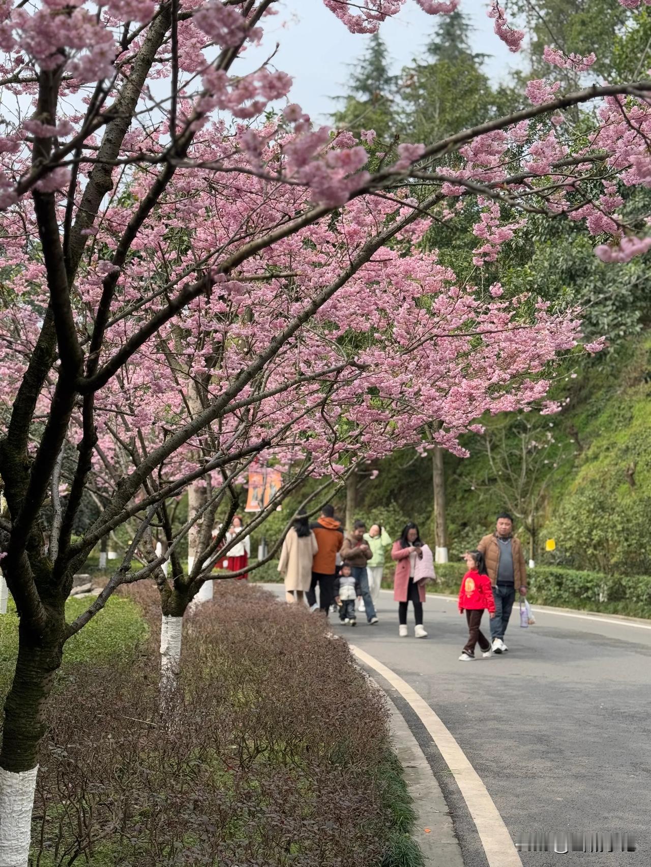 重庆园博园，早樱进入了盛花期！

春有约，花不误，年年岁岁不相互。2月16日，重