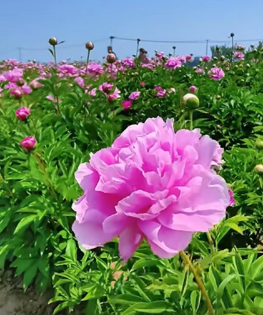 分享一张你拍的花，什么花都行曹县孙老家镇黄庄芍药