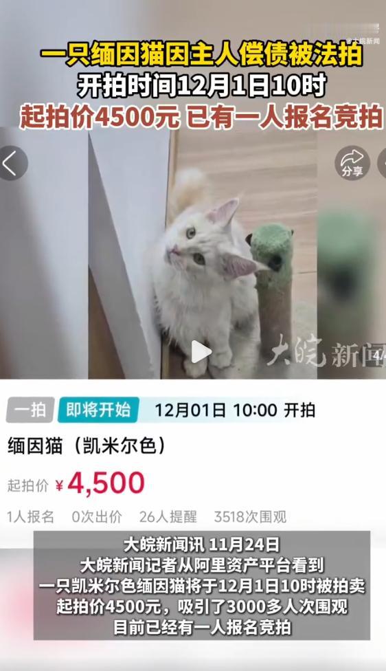 缅因猫4500元起拍，3000人围观，中标人需上门自提。喵星人也被拍卖，替主人还
