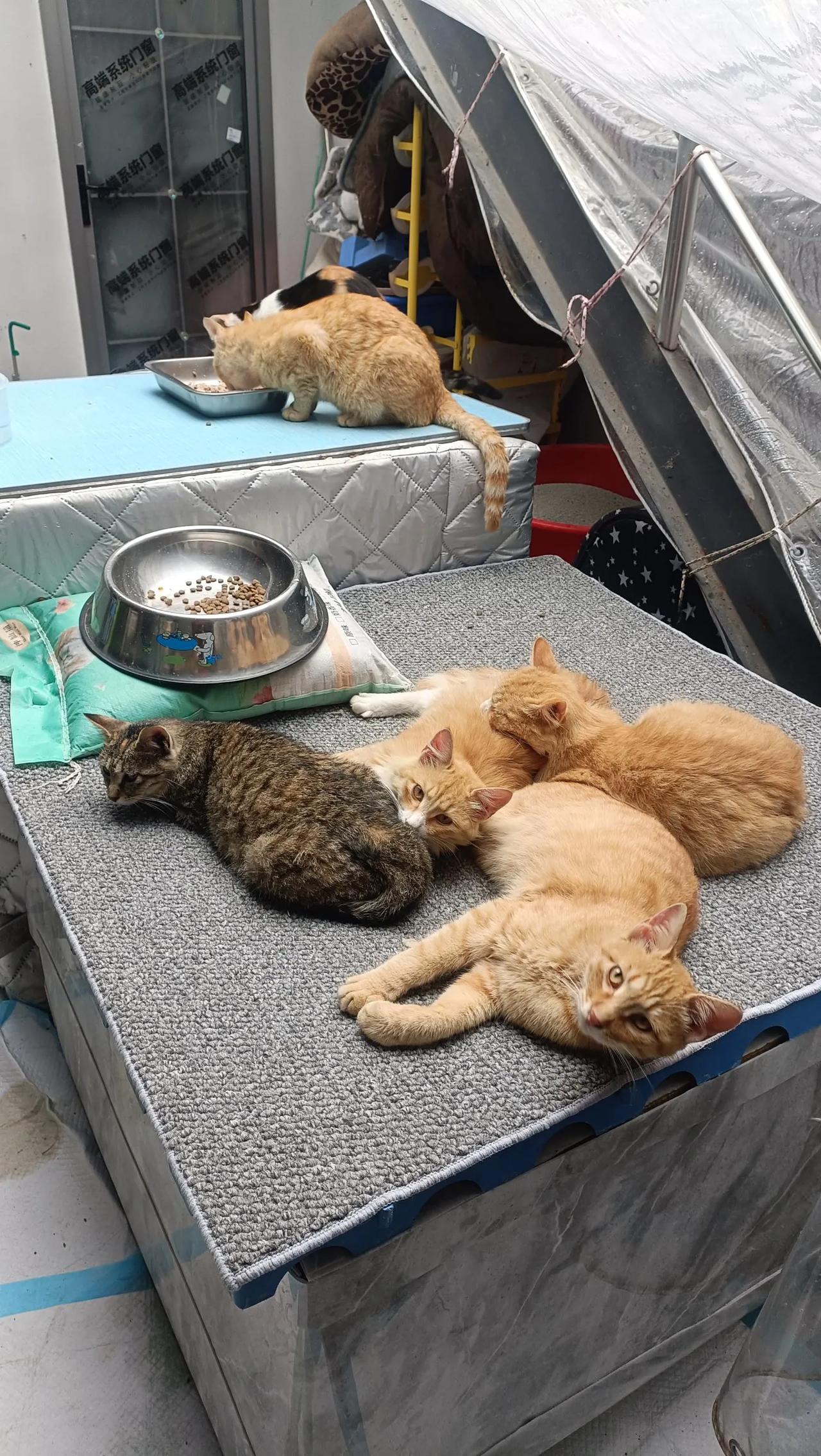拍一张你家猫睡觉的样子昨天一场大雨，聪明的小猫们都回到院子里休息，它们也知道这是