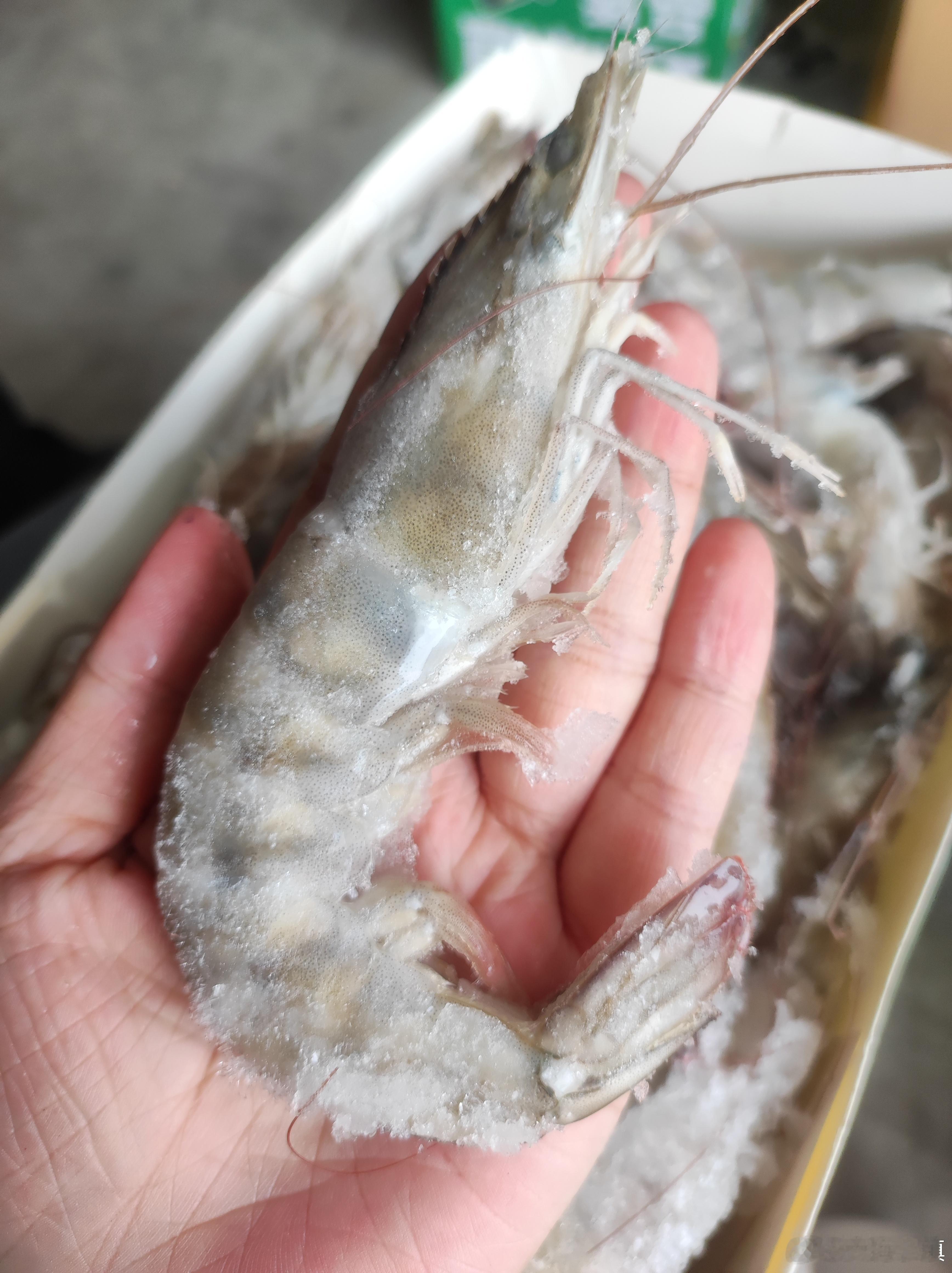 大虾持续到货🦐爆款产品，发货批次更新快清水白灼无需额外调味，自带鲜甜本味😋喜