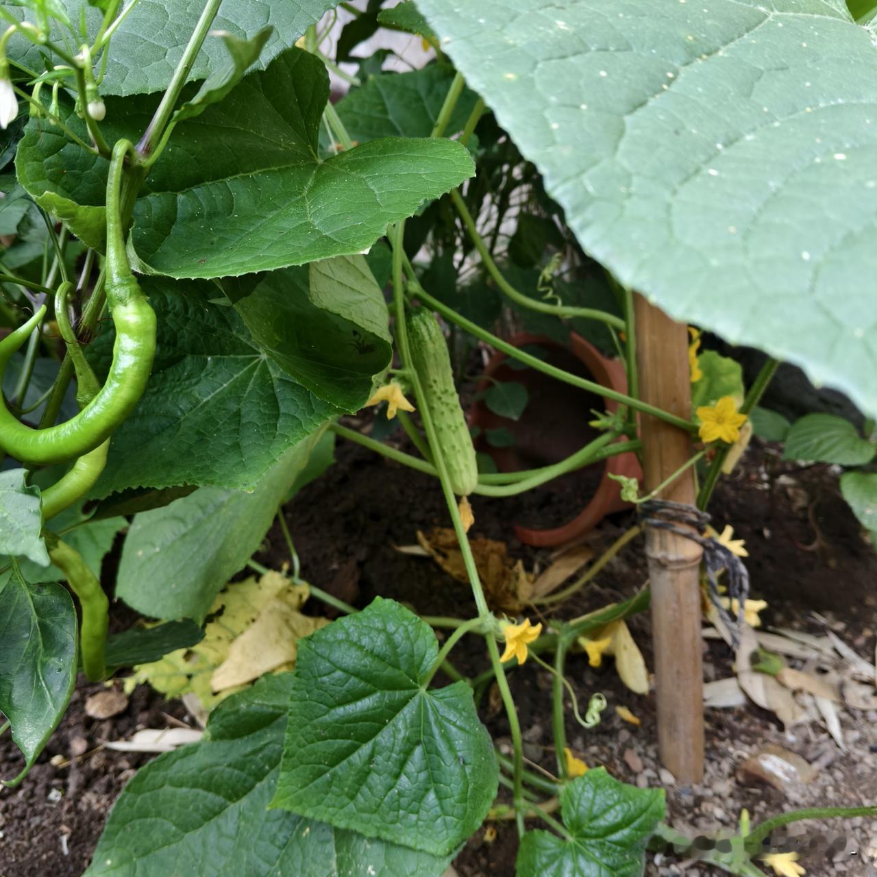 小菜园的丰收时光  绿油油的辣椒和黄瓜，生机勃勃的植物，收获满满的喜悦！