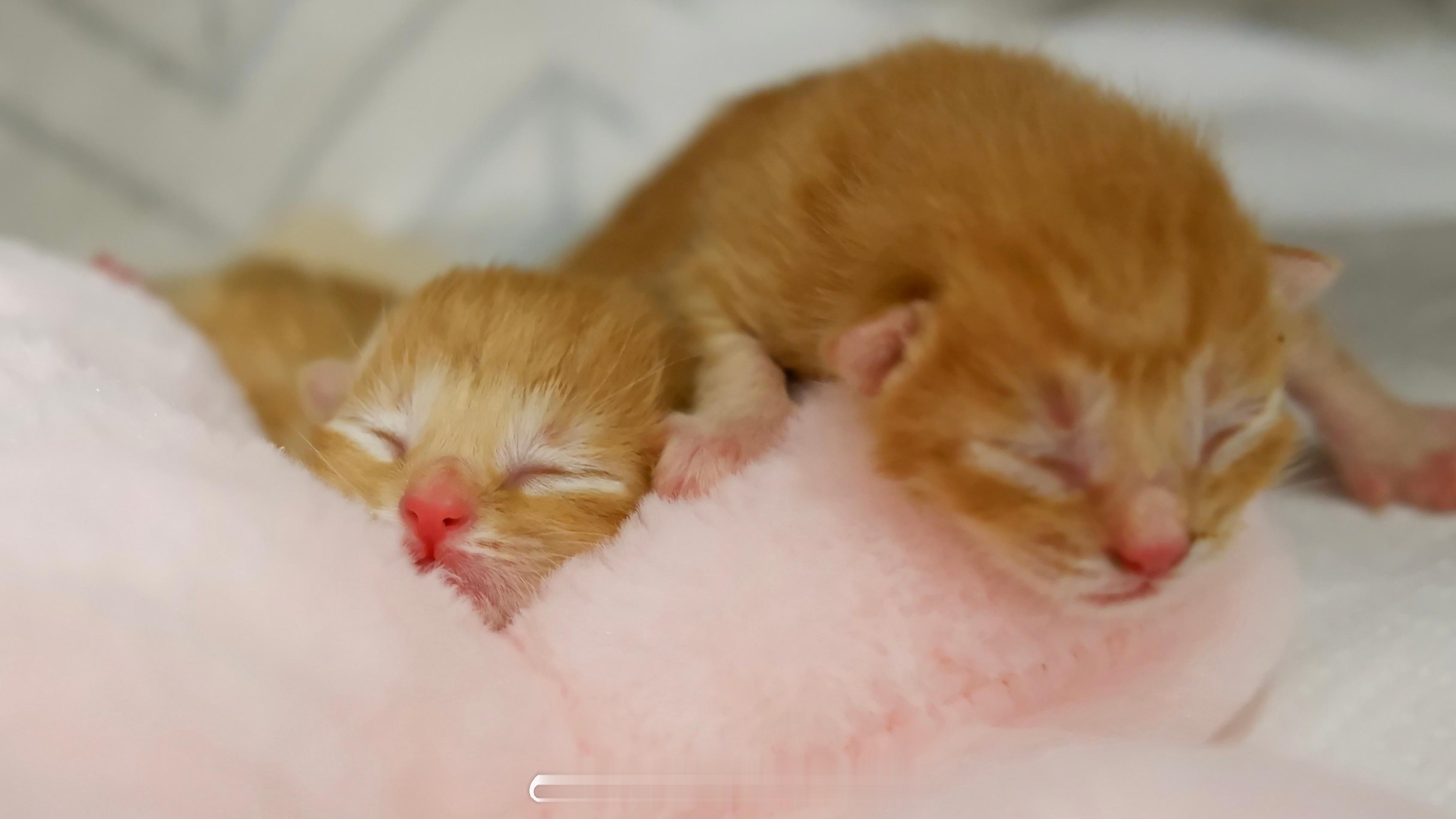 第一天📷弟弟永远在睡觉 哥哥永远在顾涌弟弟[融化]#年糕才不要小鱼干[超话]#