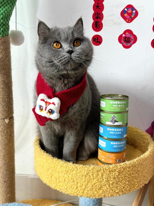 小瘦猫逆袭记！3种口味让挑食怪疯狂干饭