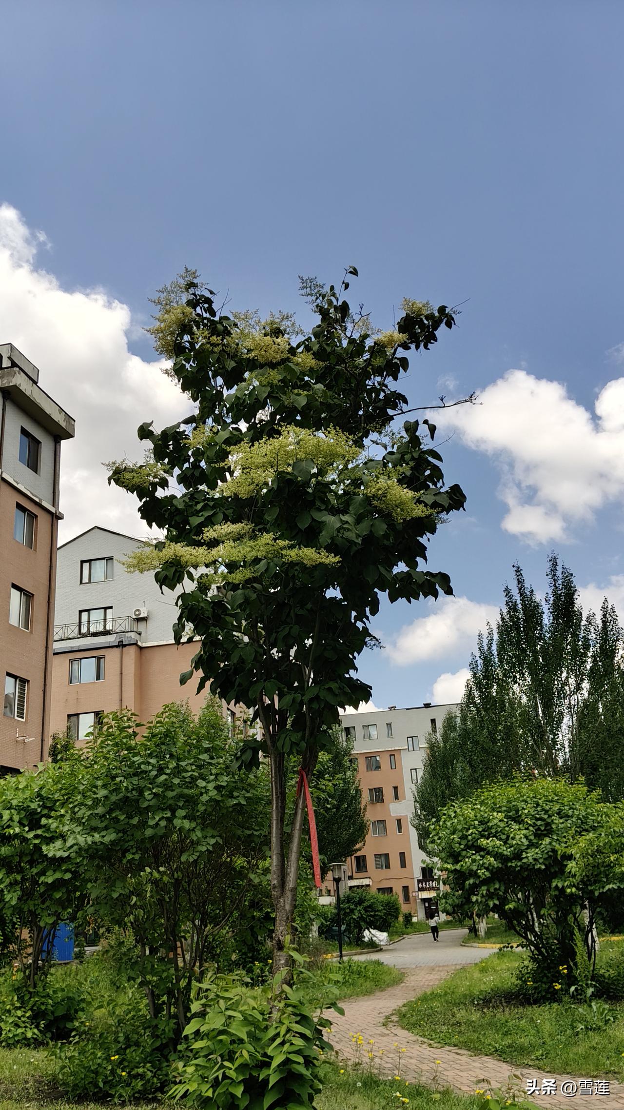 哈尔滨端午节这是啥天啊！

明天温度突然上升到30℃了，

让人有点措手不及，要