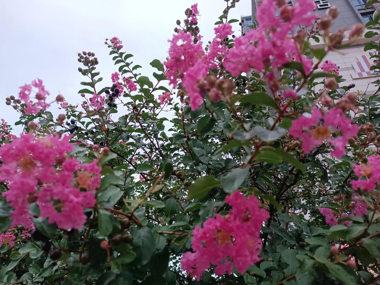 今天天气好晴朗
阳光明媚
有点热热哒

来赏赏花🌸
紫薇花
花色艳丽
花朵优美