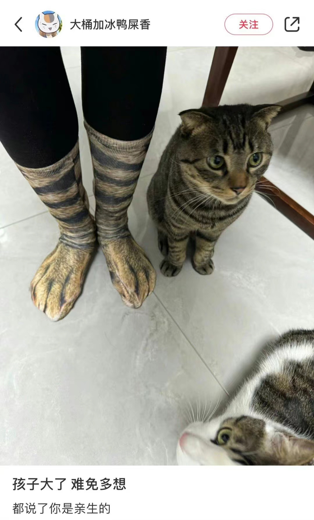 这下子换猫来怀疑人生了 ​​​