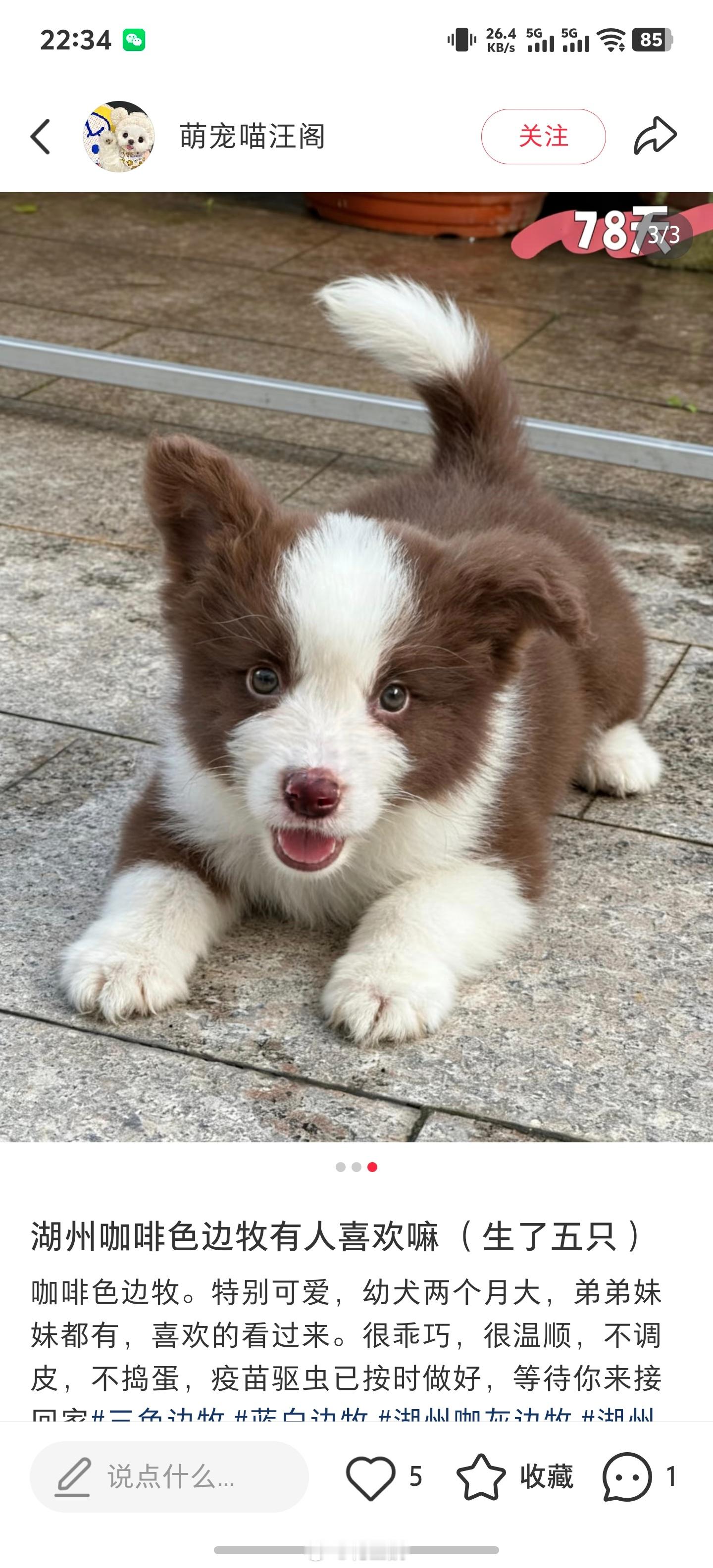 这两天疯狂恶补 想要养一只边牧