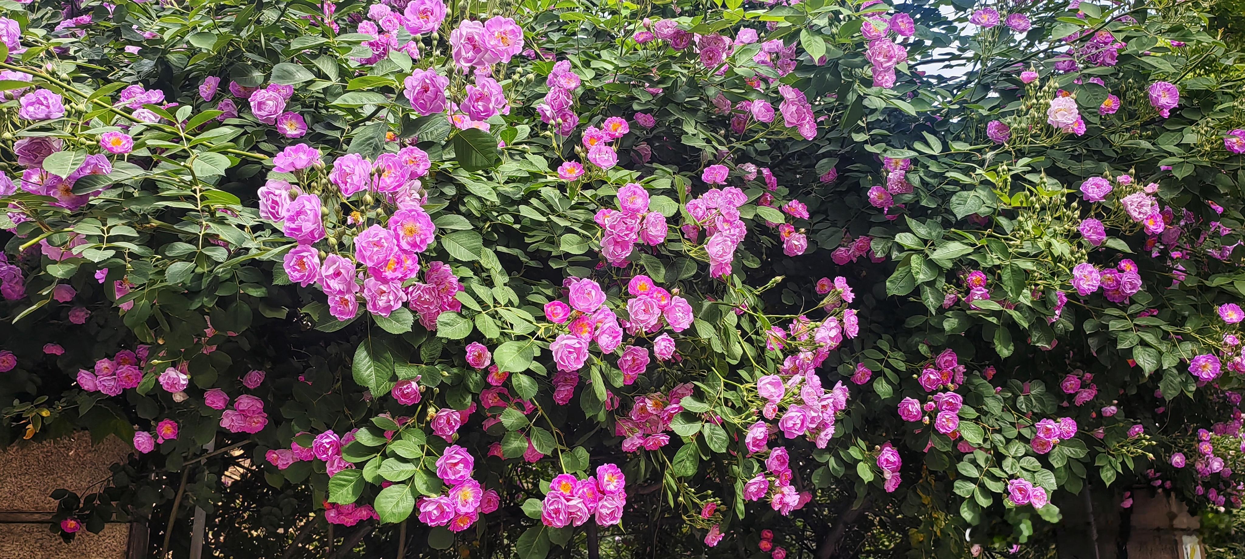 燕京北街蔷薇花开，2025.4.30 摄影​​​