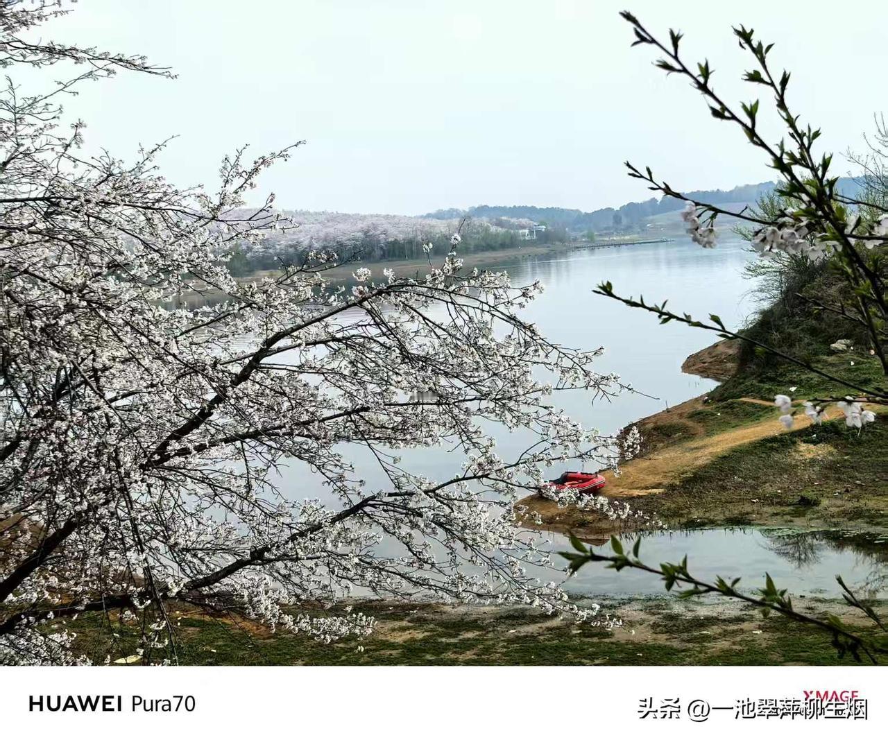 三月的浪漫，就藏在贵州平坝樱花园里。

2.4万亩、70多万株樱花，
漫山遍野次