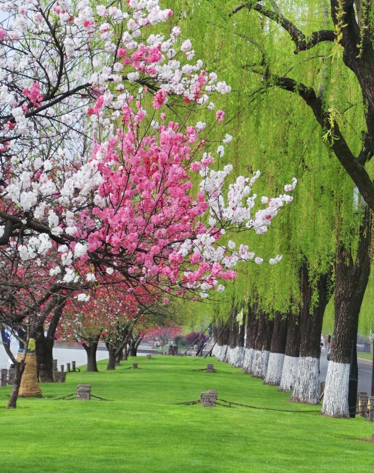 梨花也美，缀满枝头，扮靓了春日风光。竞相开放，黄色铺满角落，明媚又灿烂。这些花开