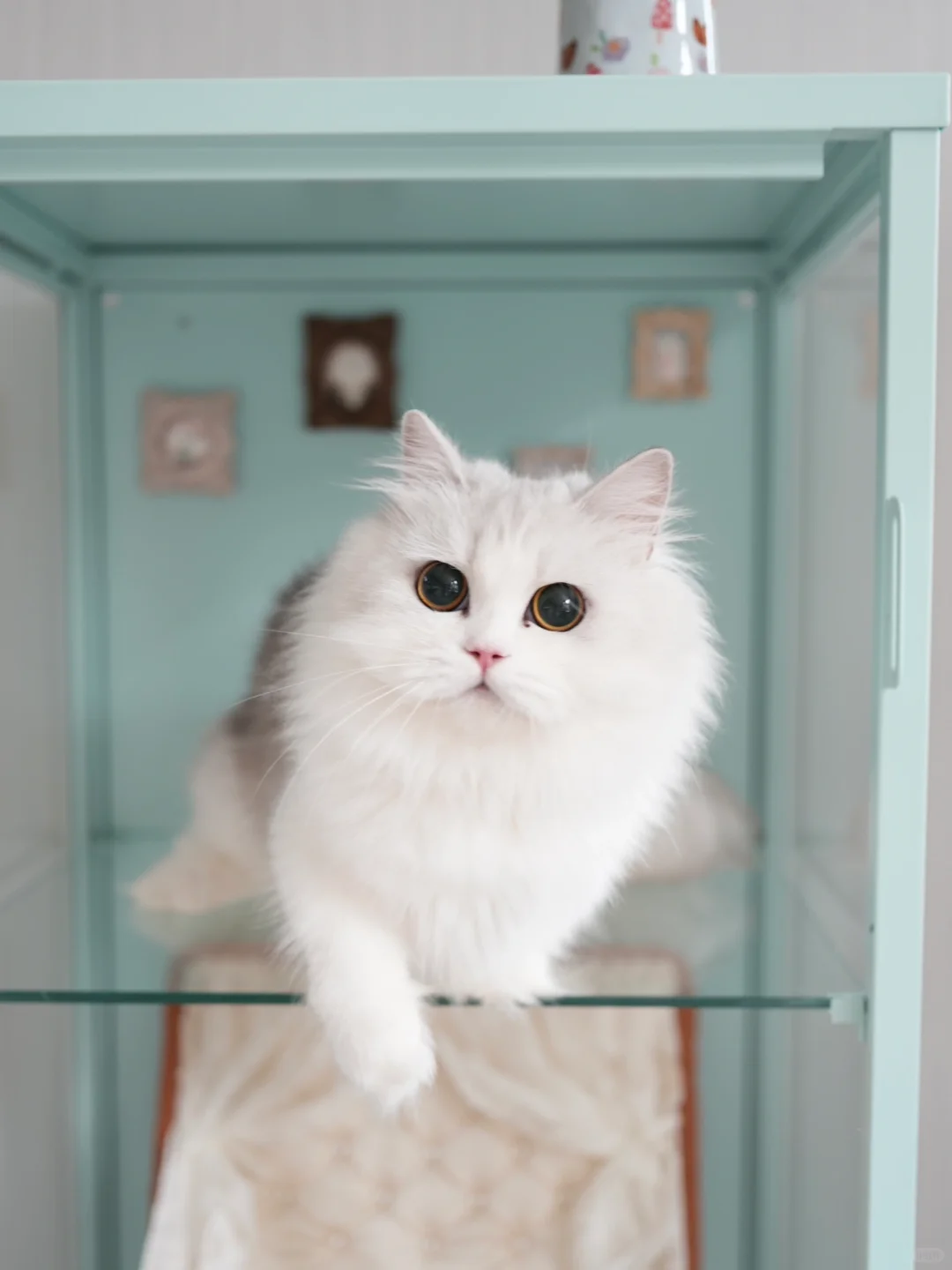 又开始发毛了 银白米努特矮脚猫