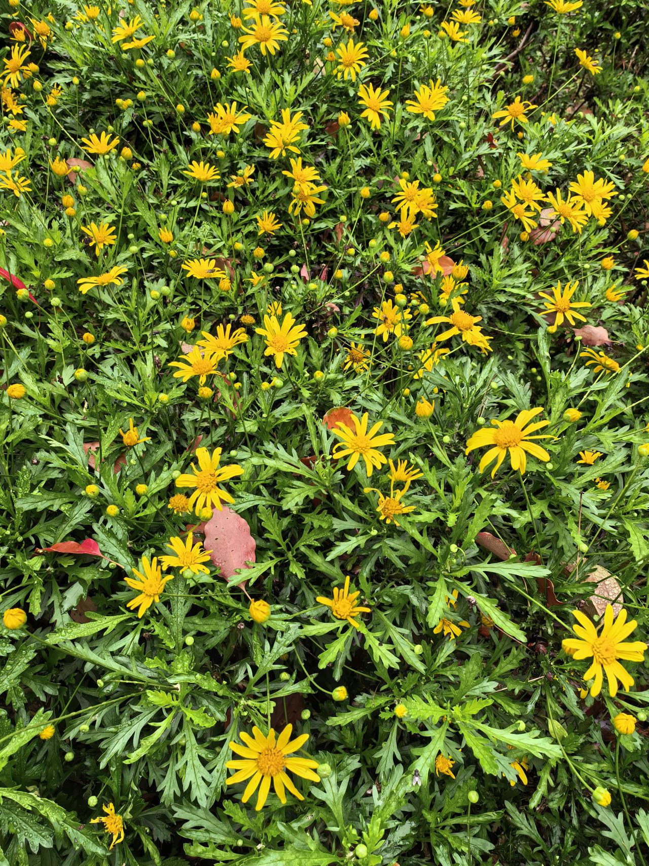 《春雨润黄花》
春雨是轻的
软得像时光的低语
落下来，不惊不扰
只把人间轻轻润透