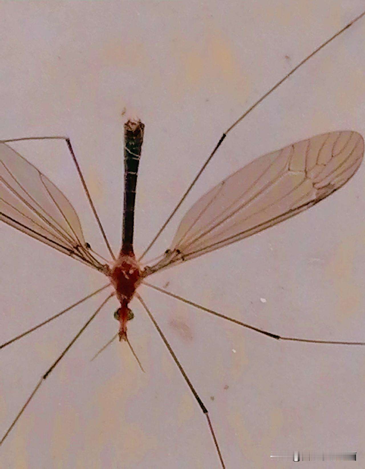 《蛾：腿长翅膀长，少见少见（李林4月27日摄于汉中城固）》