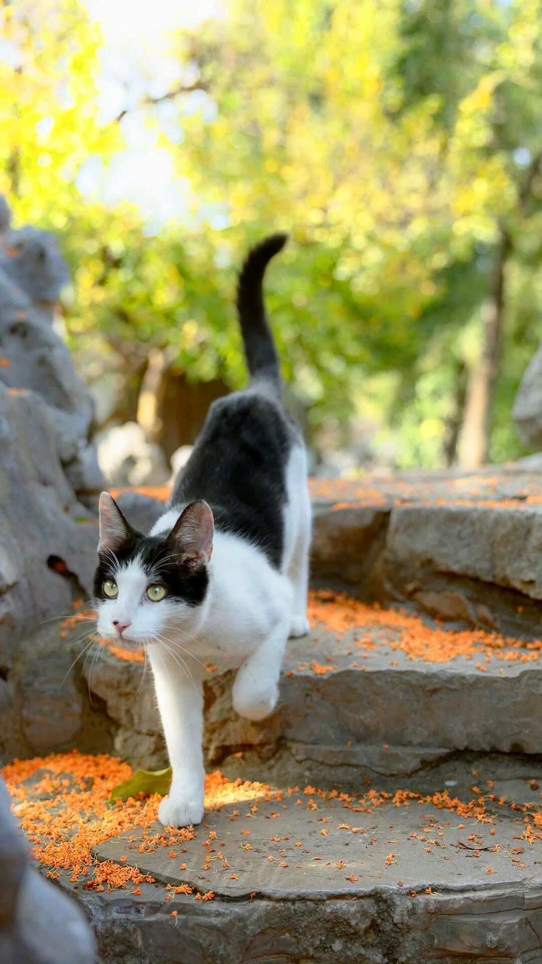 “闲看桂花落满庭。”