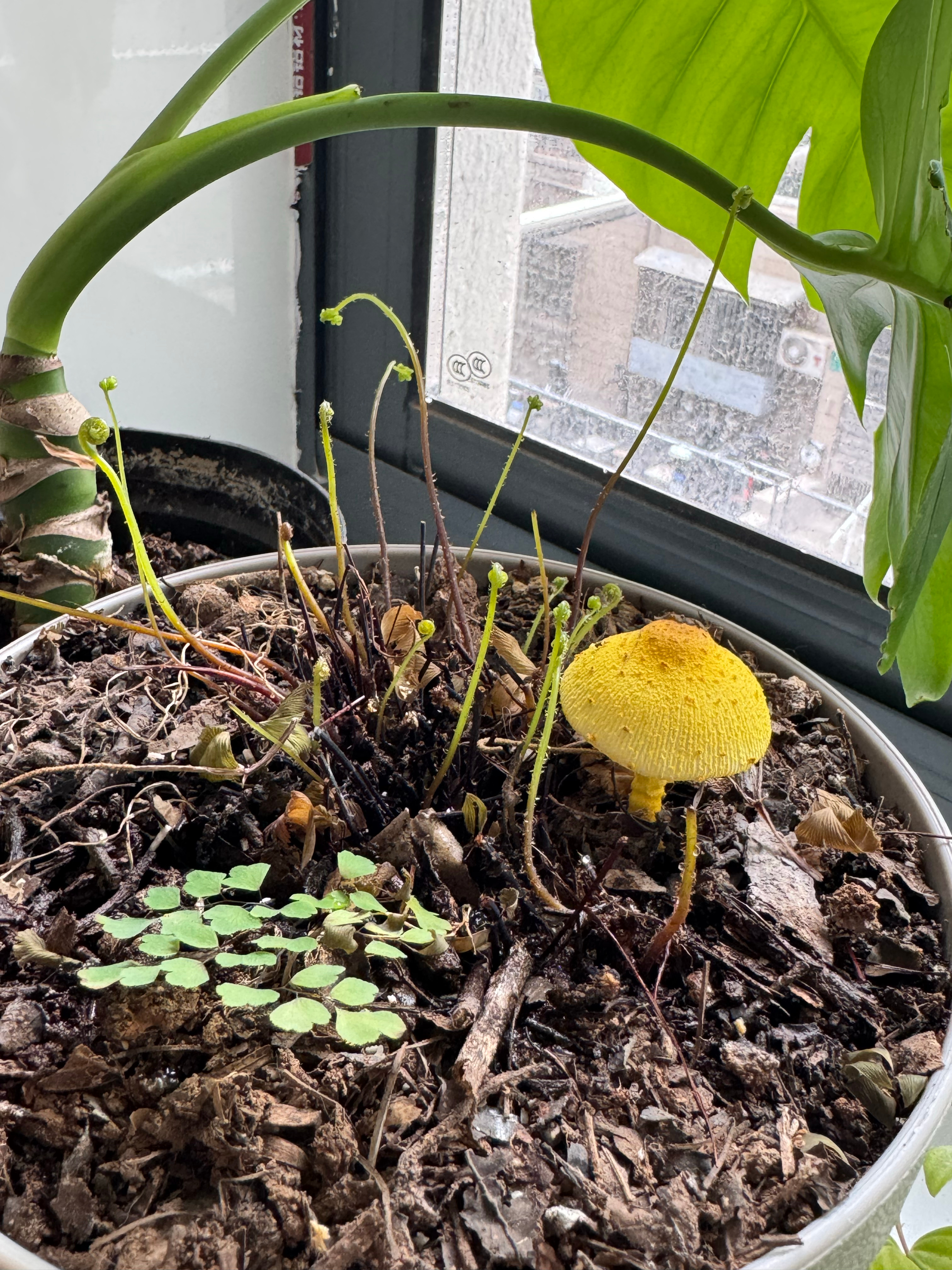 要不说上海的湿度超亚马逊雨林 家里的花盆长蘑菇了 