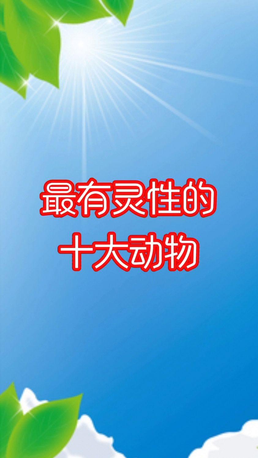 小区花坛里的流浪猫从不多言，却把日子过得清醒。清晨蜷在暖阳里舔毛，午后警惕地观察