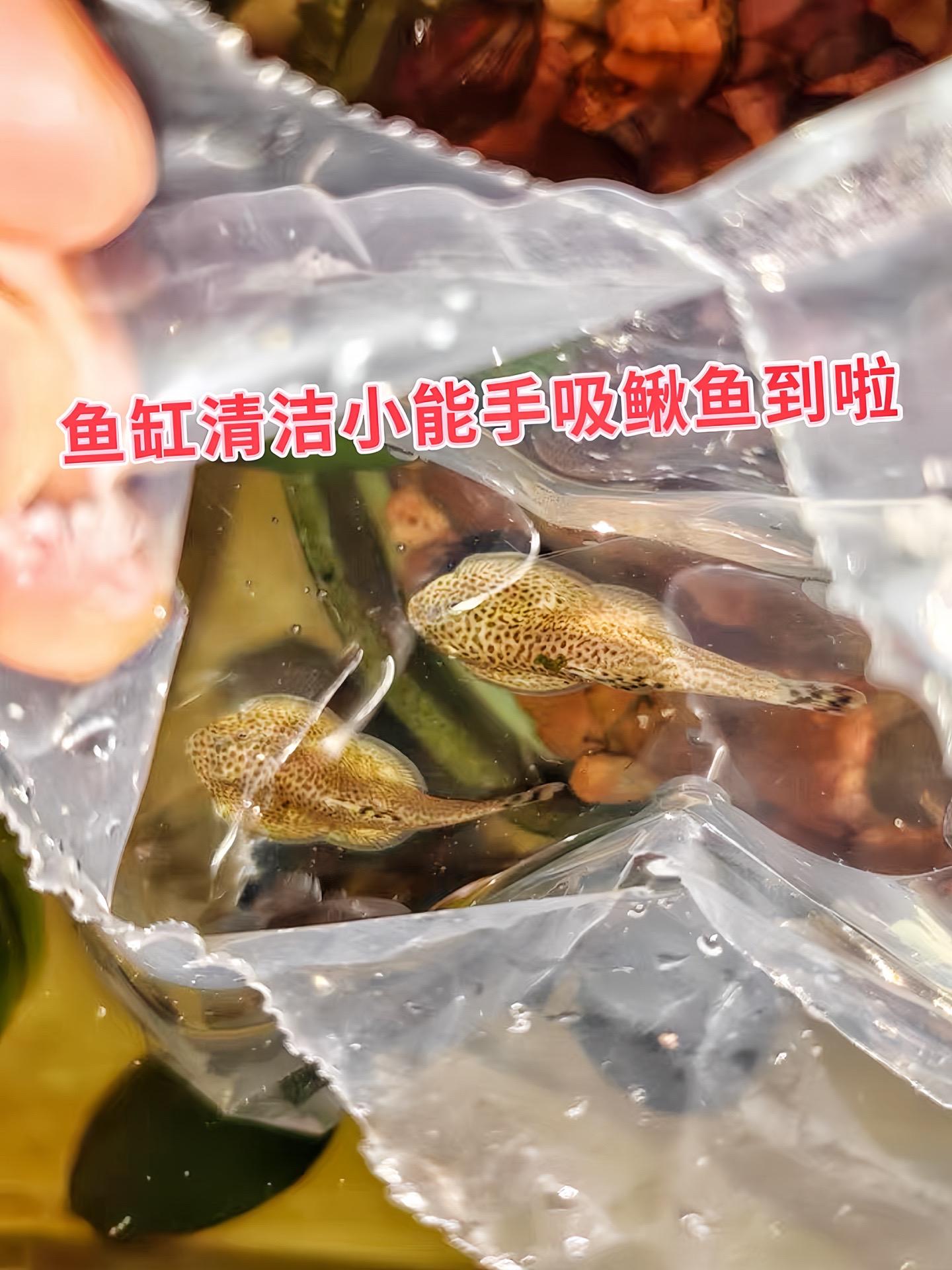 还在为鱼缸里的藻类疯长而烦恼？换水擦缸累到腰酸背痛？有了吸鳅，这些都不...