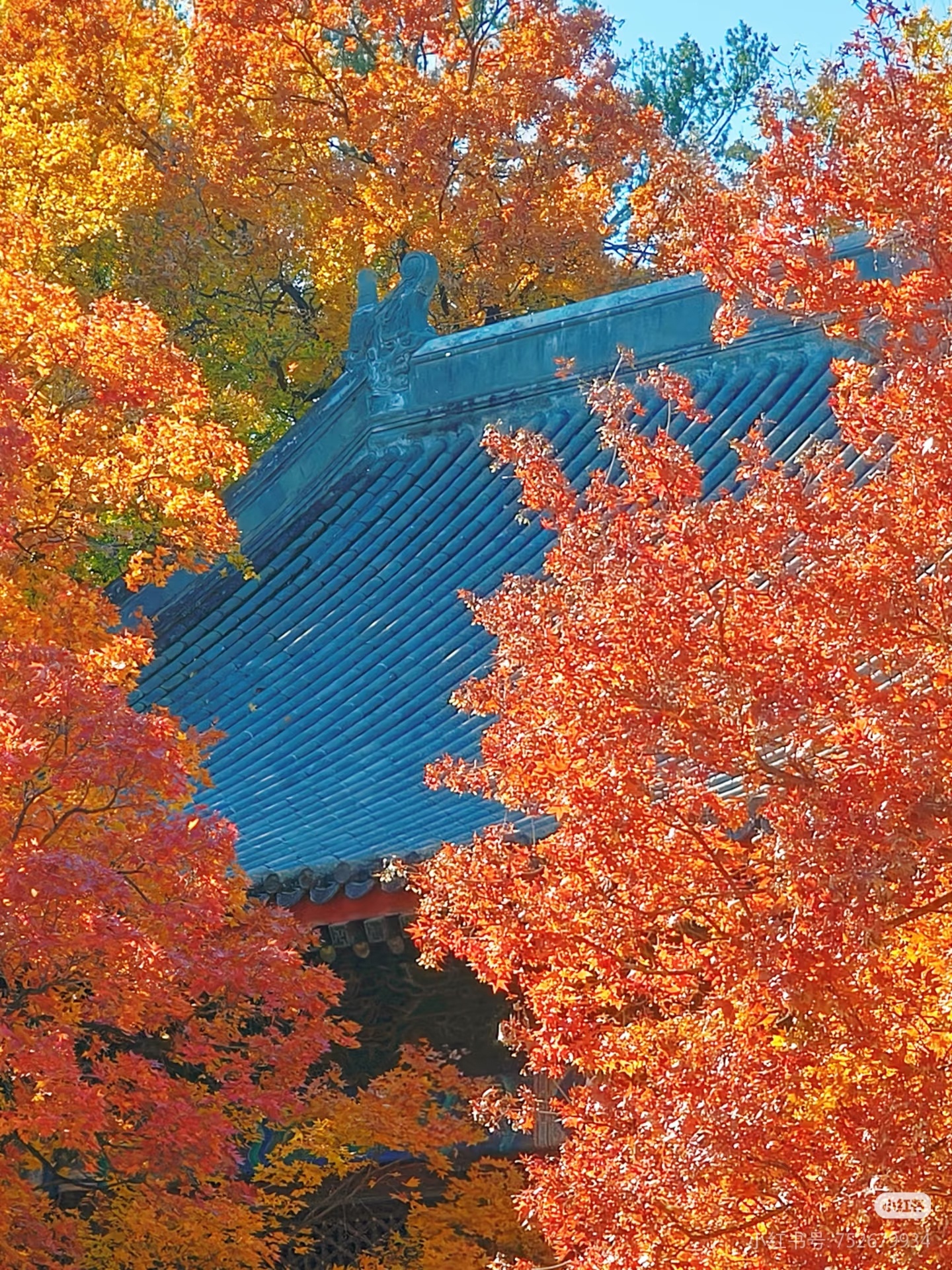 香山红叶天呐！！！红叶真的太太太太太美了！！晴天的北京没有人能拒绝！！秋天转瞬即