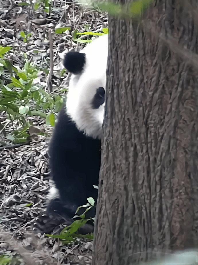 刷到熊猫花花打招呼  请不要无视 