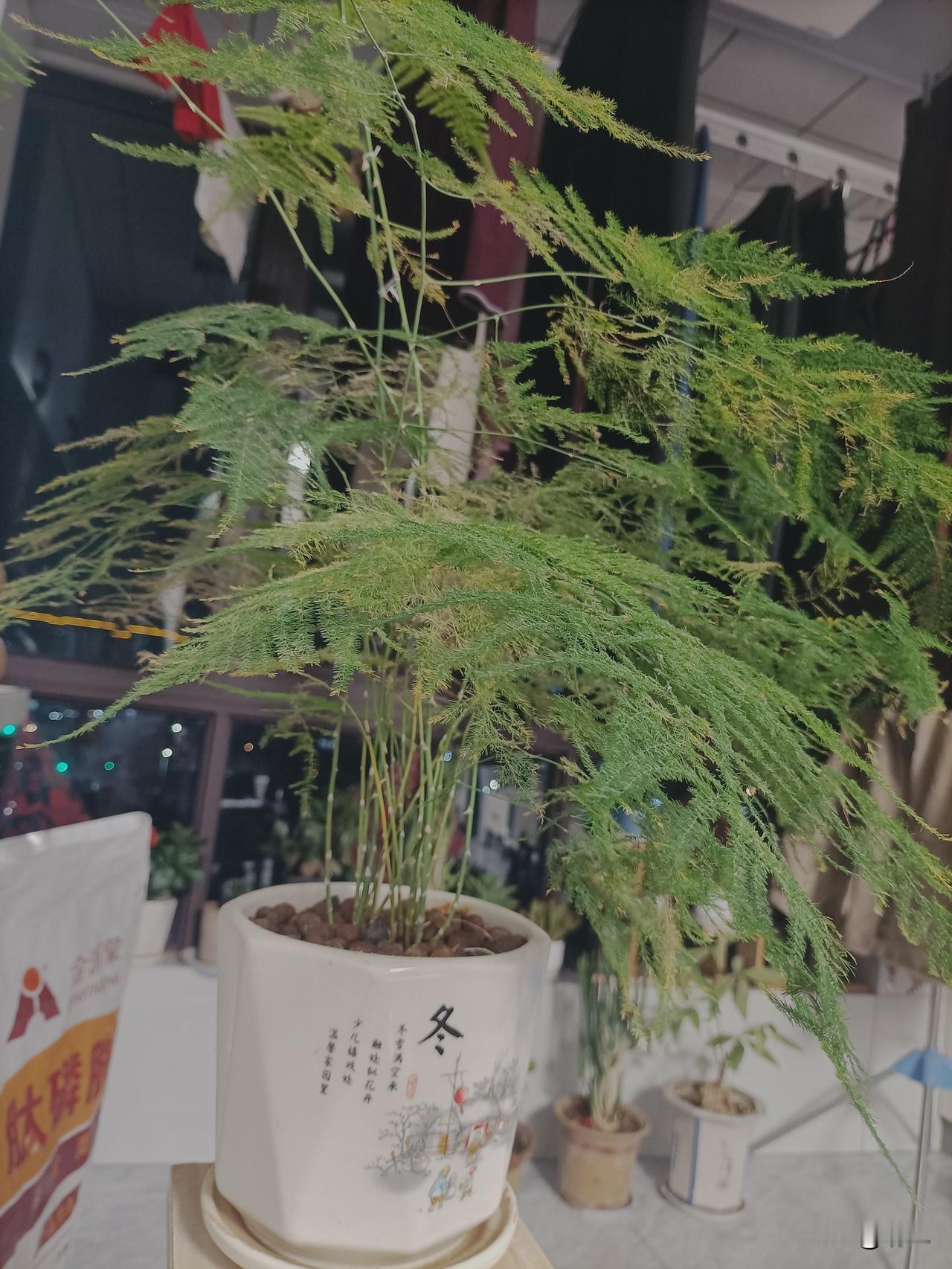 一盆文竹，几缕清欢，在烟火日常里，守着这份安静的美好。