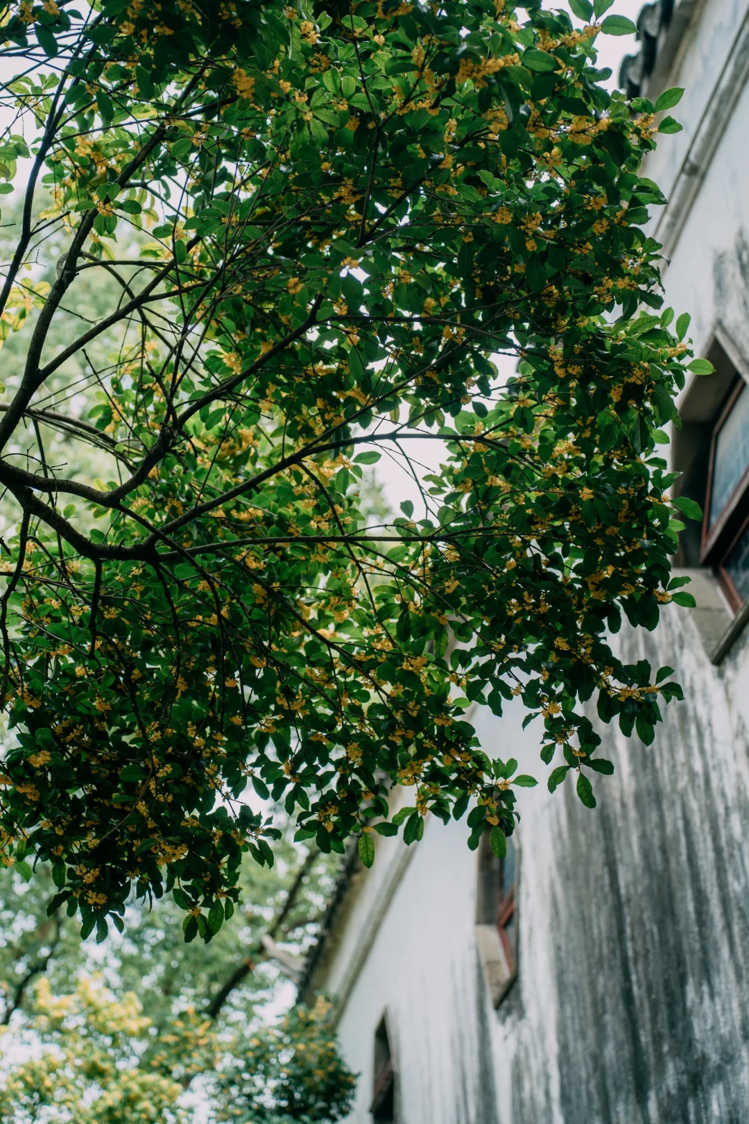 苏东坡都夸赞的虎丘，顶流桂花盛开❗❗