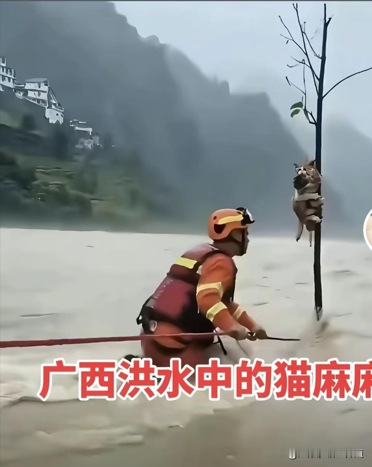 儿不嫌母丑，
母不嫌子贫。
千苦万难面前，
唯有父母舍命护儿女周全！
人世间，