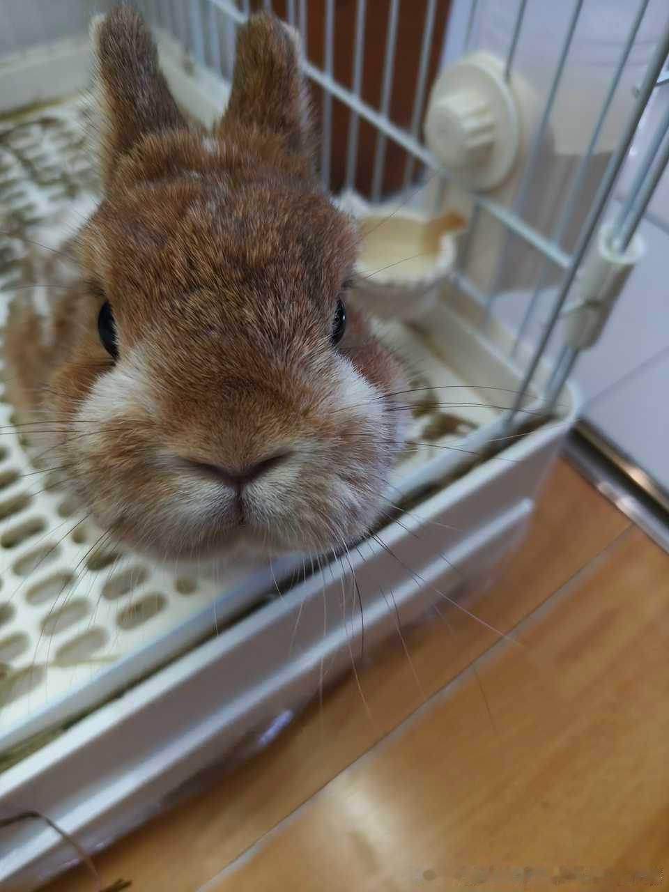 14259🐇【】前一秒“哎呀你这个坏兔子咋这么讨厌”下一秒“别这么说。” 