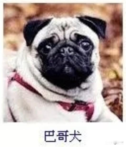 菩萨蛮47·巴哥犬
       茸毛浅覆霜花色，褶皱堆来憨如佛。黑耳坠星眸，温