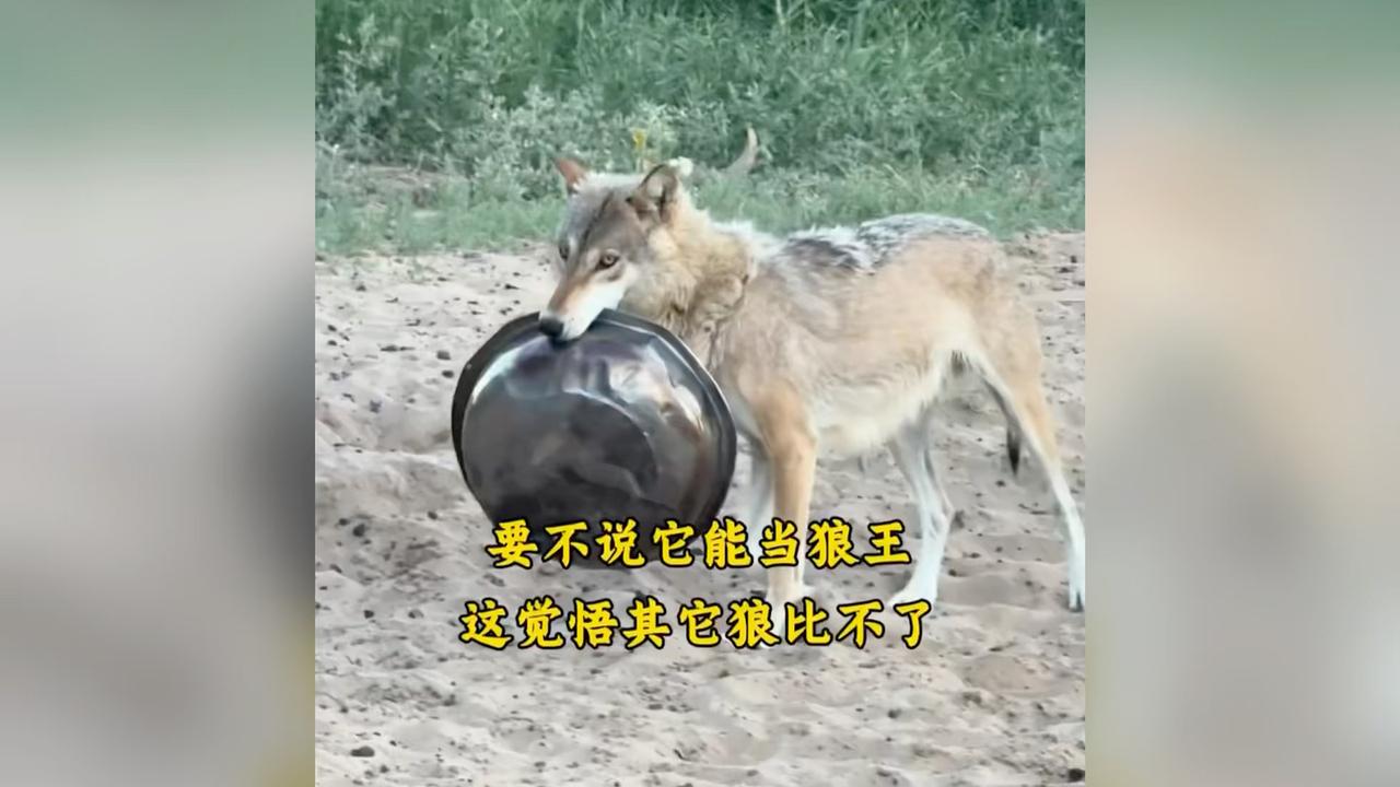 怪不得人家上狼王，这觉悟不是一般高