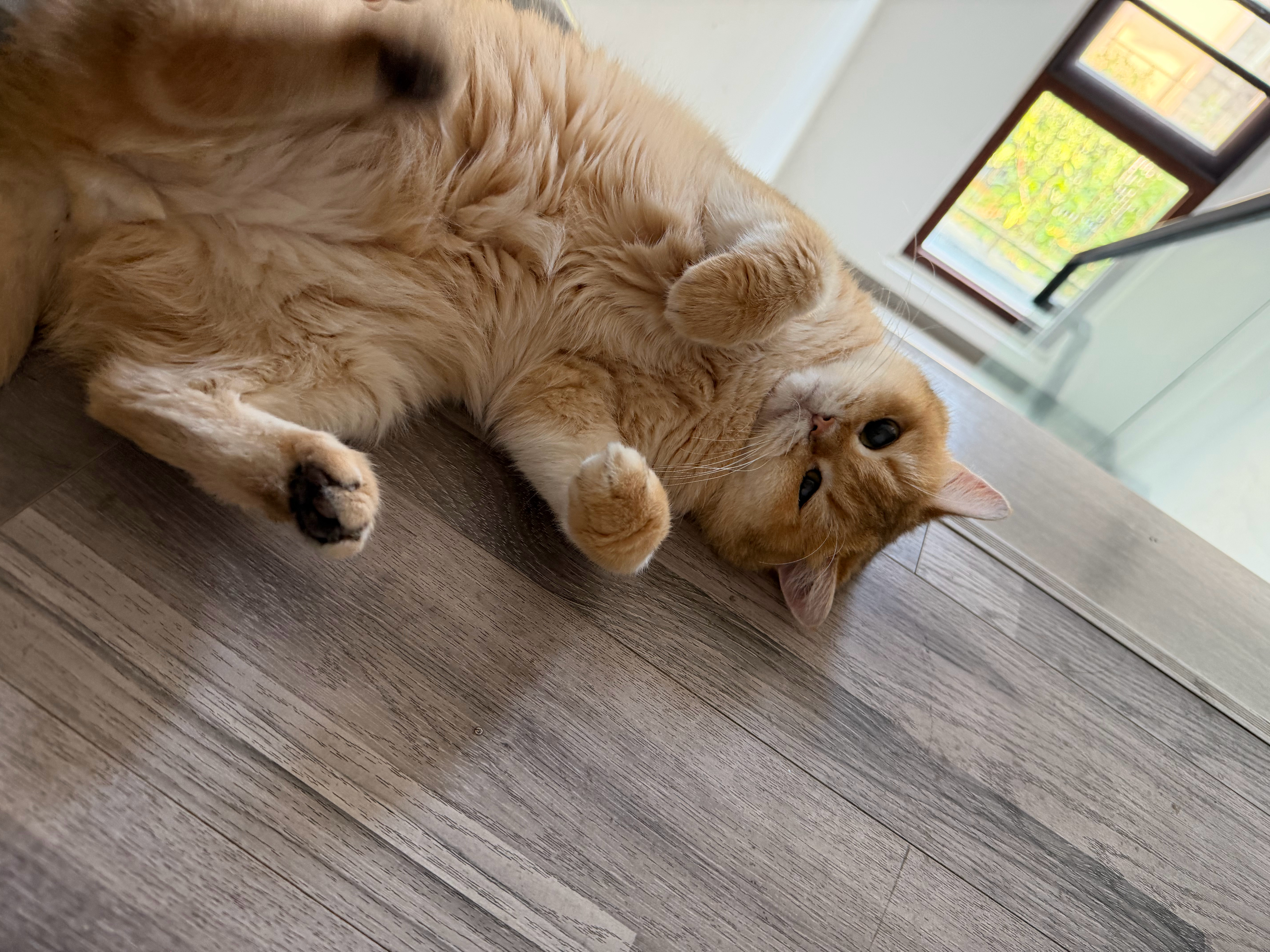 猫宁！评论区有人想嗦小猫猪脚吗？满满的胶原蛋白！吃了白白嫩嫩没有烦恼！