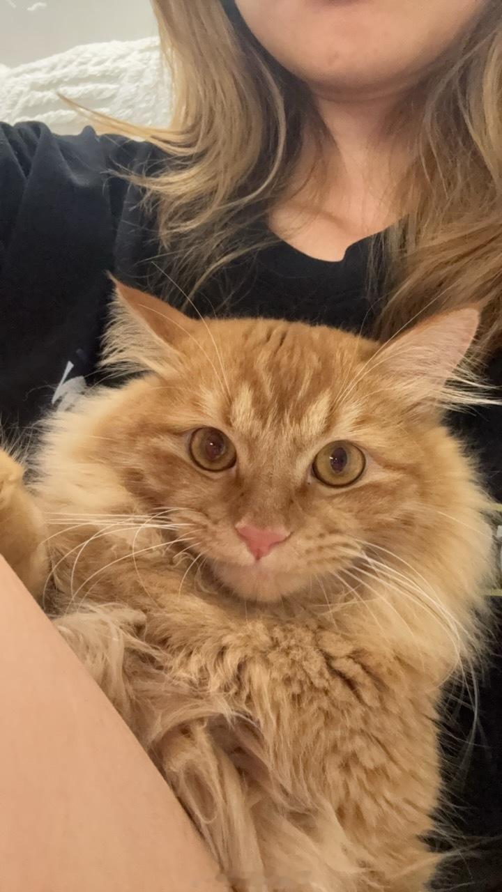 出差两天开始想这坨10斤的肉了🐱tyson要事