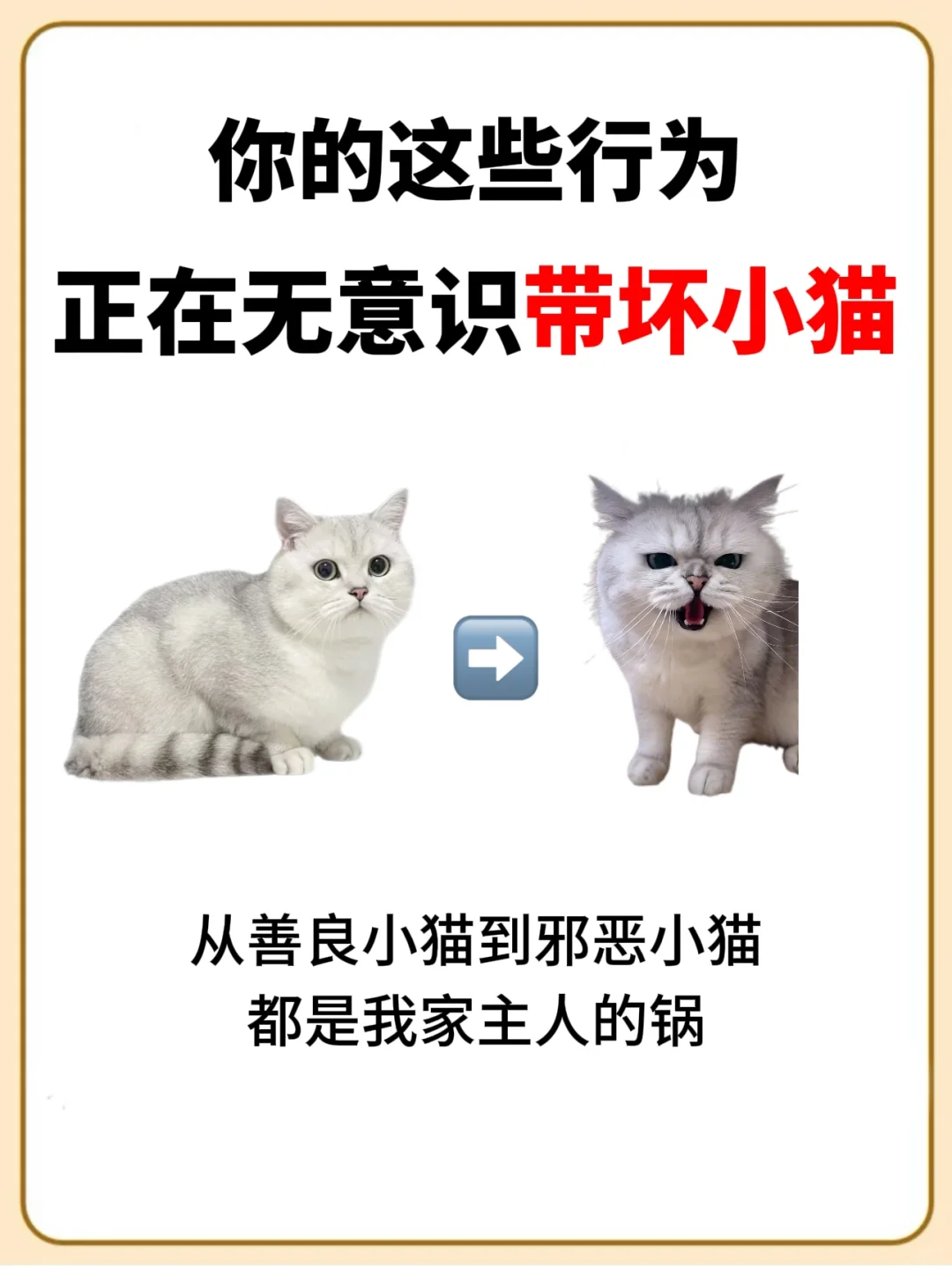 猫咪越养越不听话，其实是主人还没做到位！