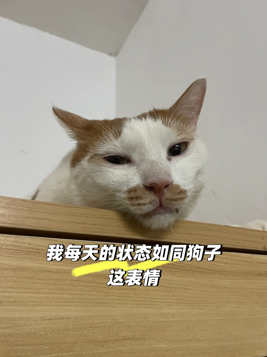 打工人的生活状态表情包😂