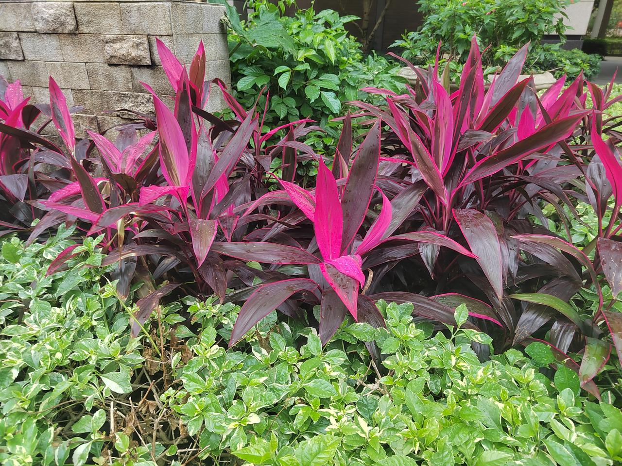 冬日生活打卡季 色彩斑斓的花园，紫色与绿色的碰撞，生机勃勃！🌸🌿