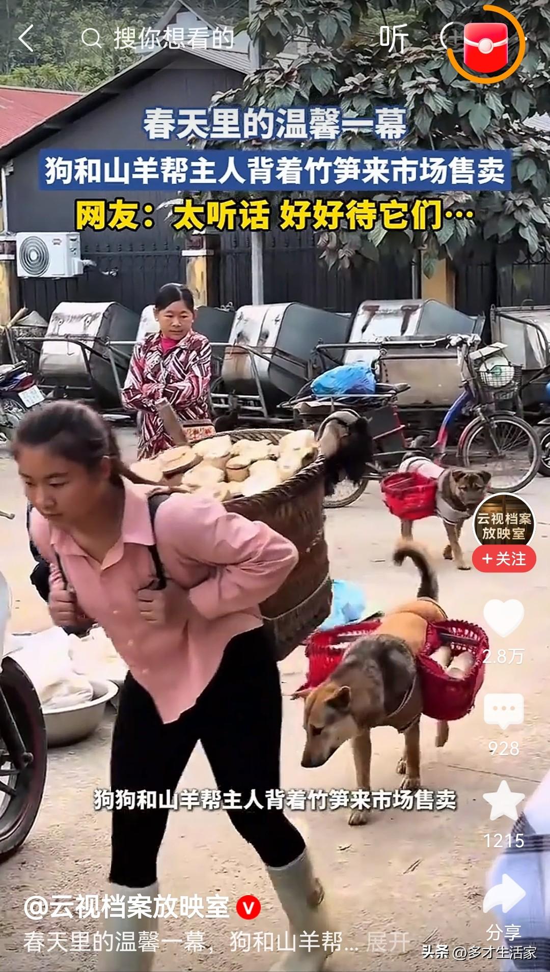 现在人都吐槽牛马不易，你看看狗都开始“上班”了，你还好意思喊累？
 
看到这张图