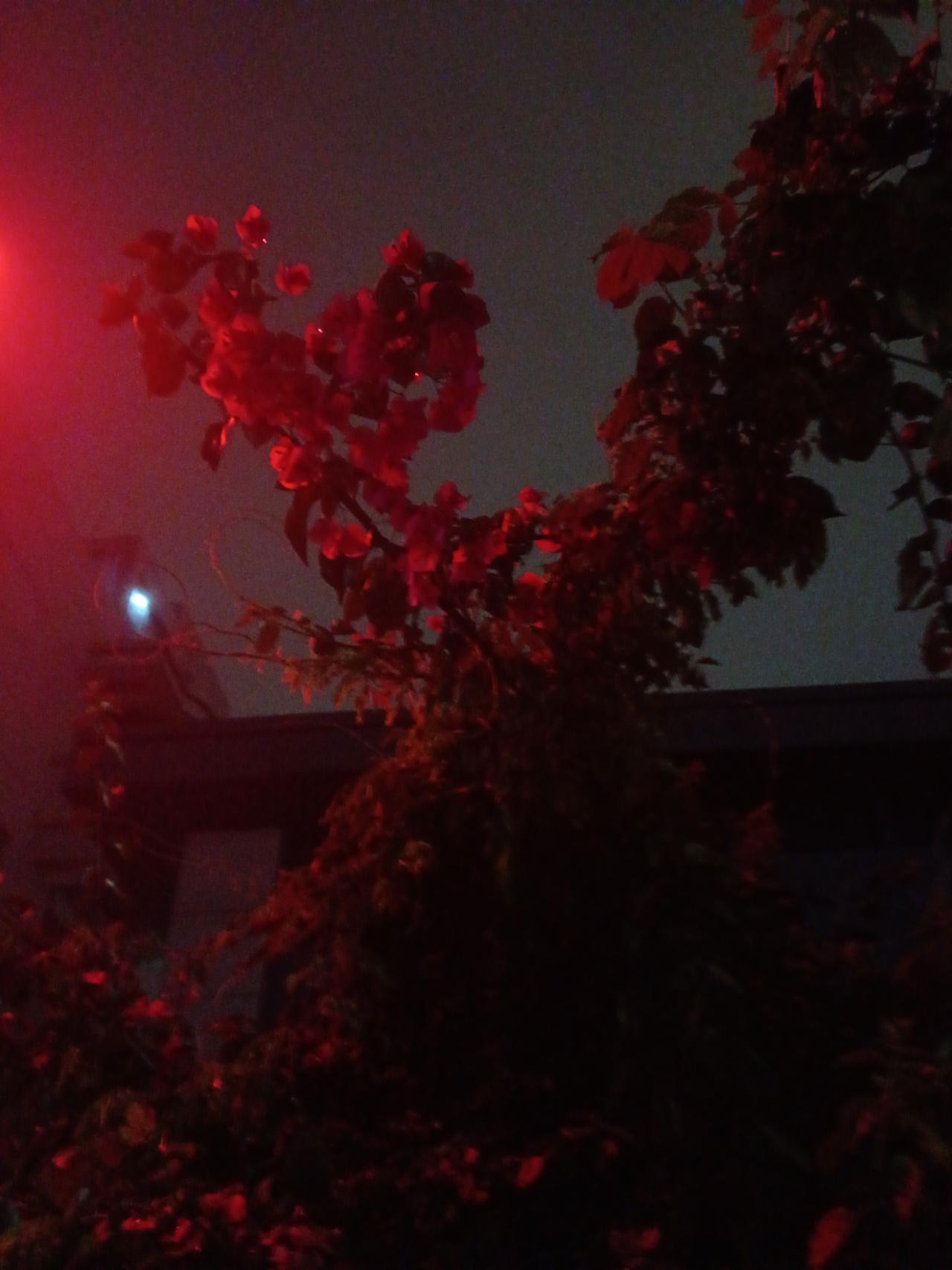 夜幕下的玫瑰，红艳欲滴，静谧而神秘。