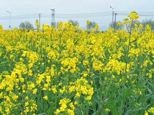 春风轻拂，人间温柔在春天满溢