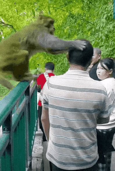 猴子在游客头上挠痒痒，真有趣！
这个猴子看到游客没有东西给它就打人，真凶，如果真