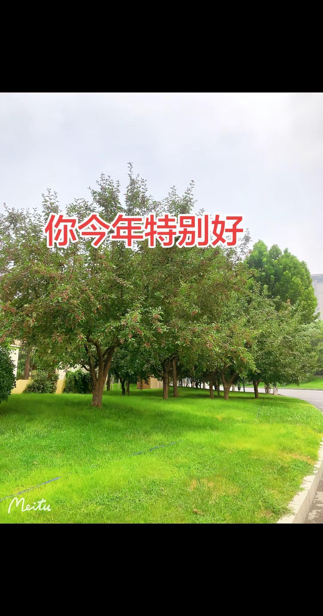 绿树成荫 树木草坪 户外拍设