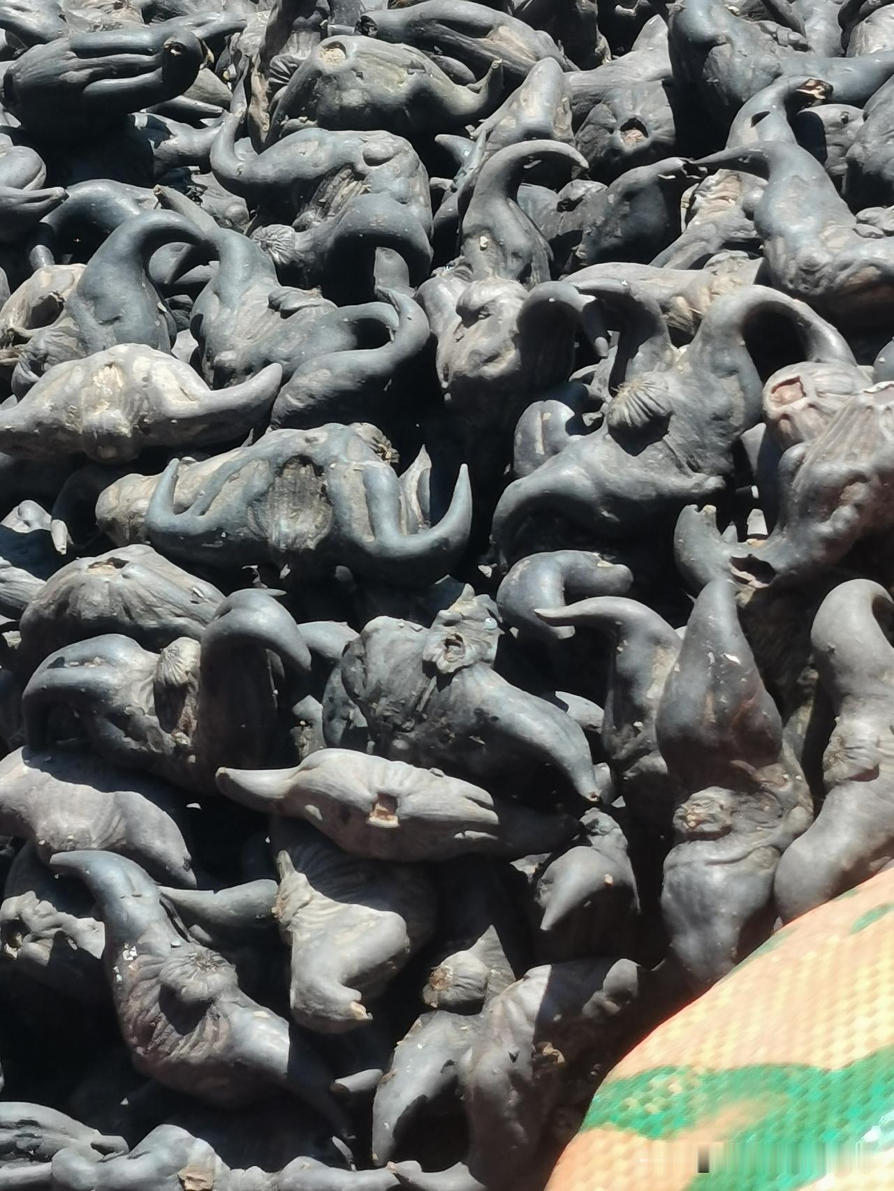 这东西我还是第一次看到。
昨天在大集上，看到有外地的小伙子拉了一地排车货在卖。