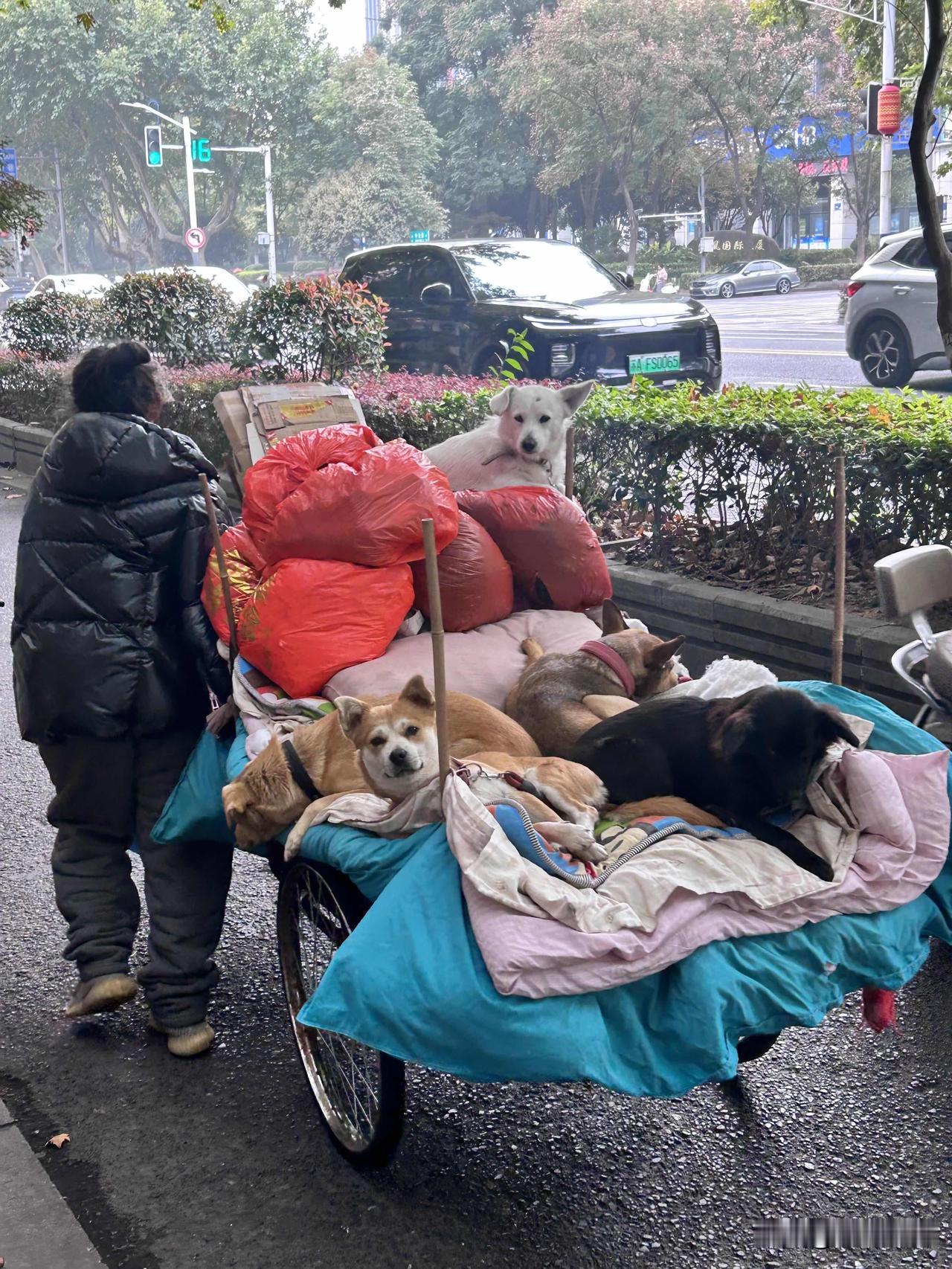 下班偶遇的温暖，
治愈了整天下班的疲惫！

下班路上，
撞见一位阿姨载着几只小狗