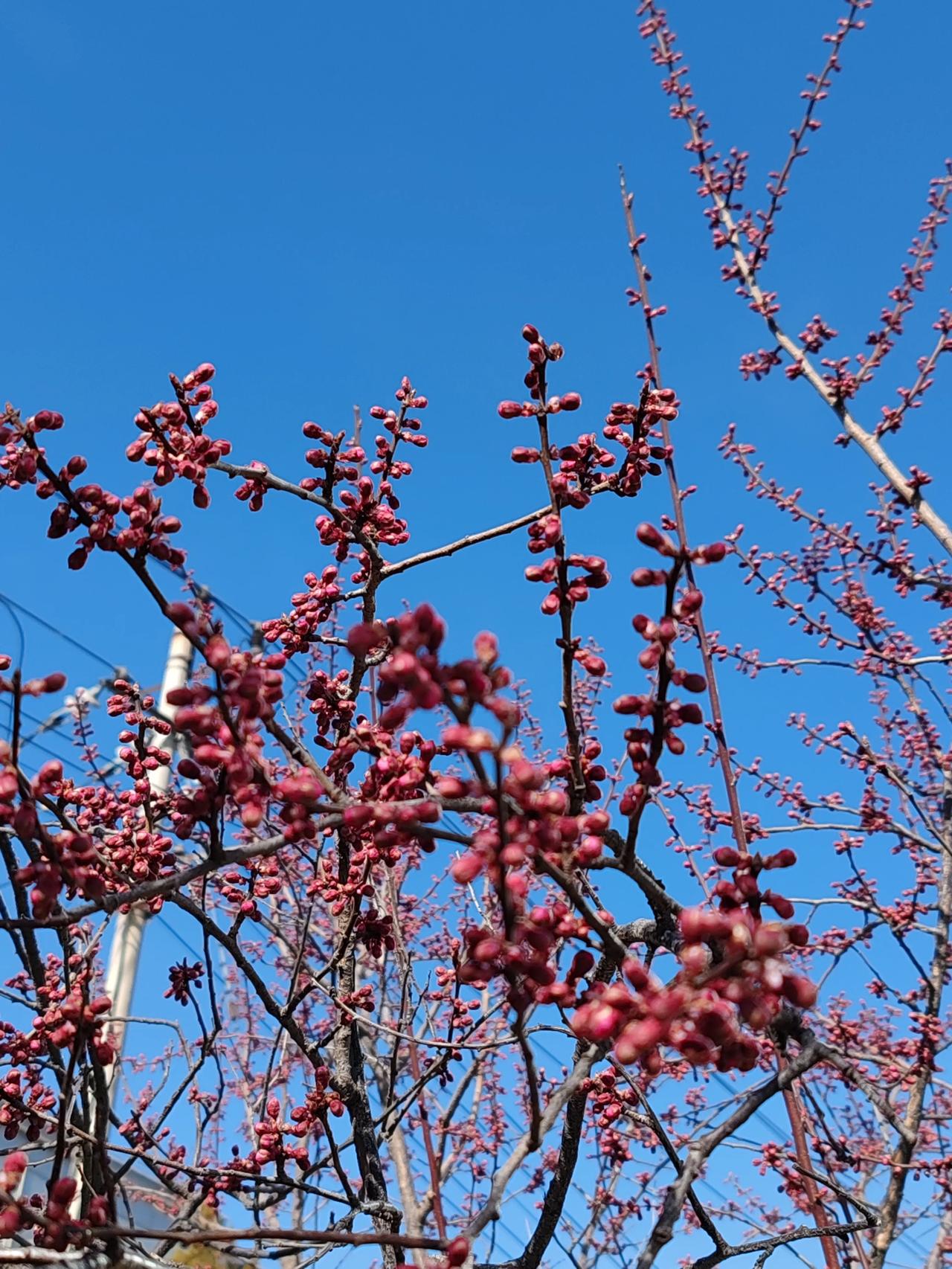 晒图笔记大赛跟着春风去追寻春天的美。