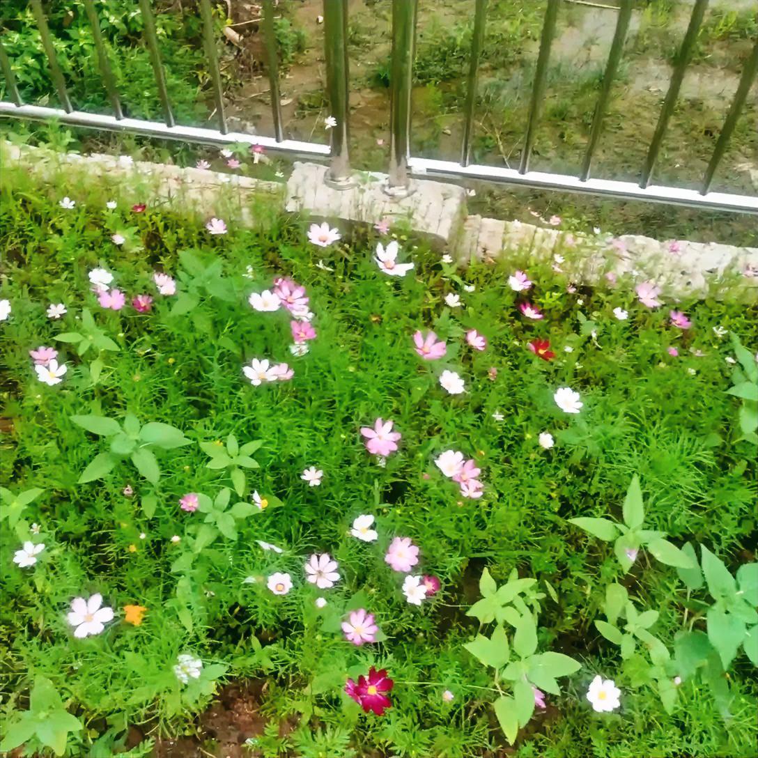 随手洒下的花草种子，无人管理，它们也开得无比灿烂，为人间存在那么一丝亮色！

我