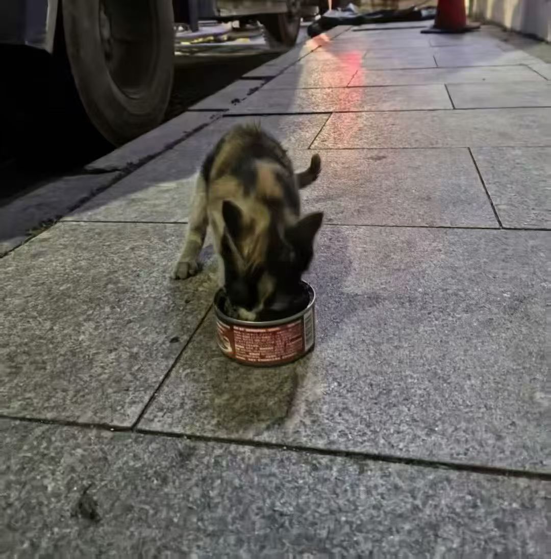 这是去年洞口附近救的流浪猫小满，不知道还有朋友记得吗？！图6是小满的新妈妈做的图