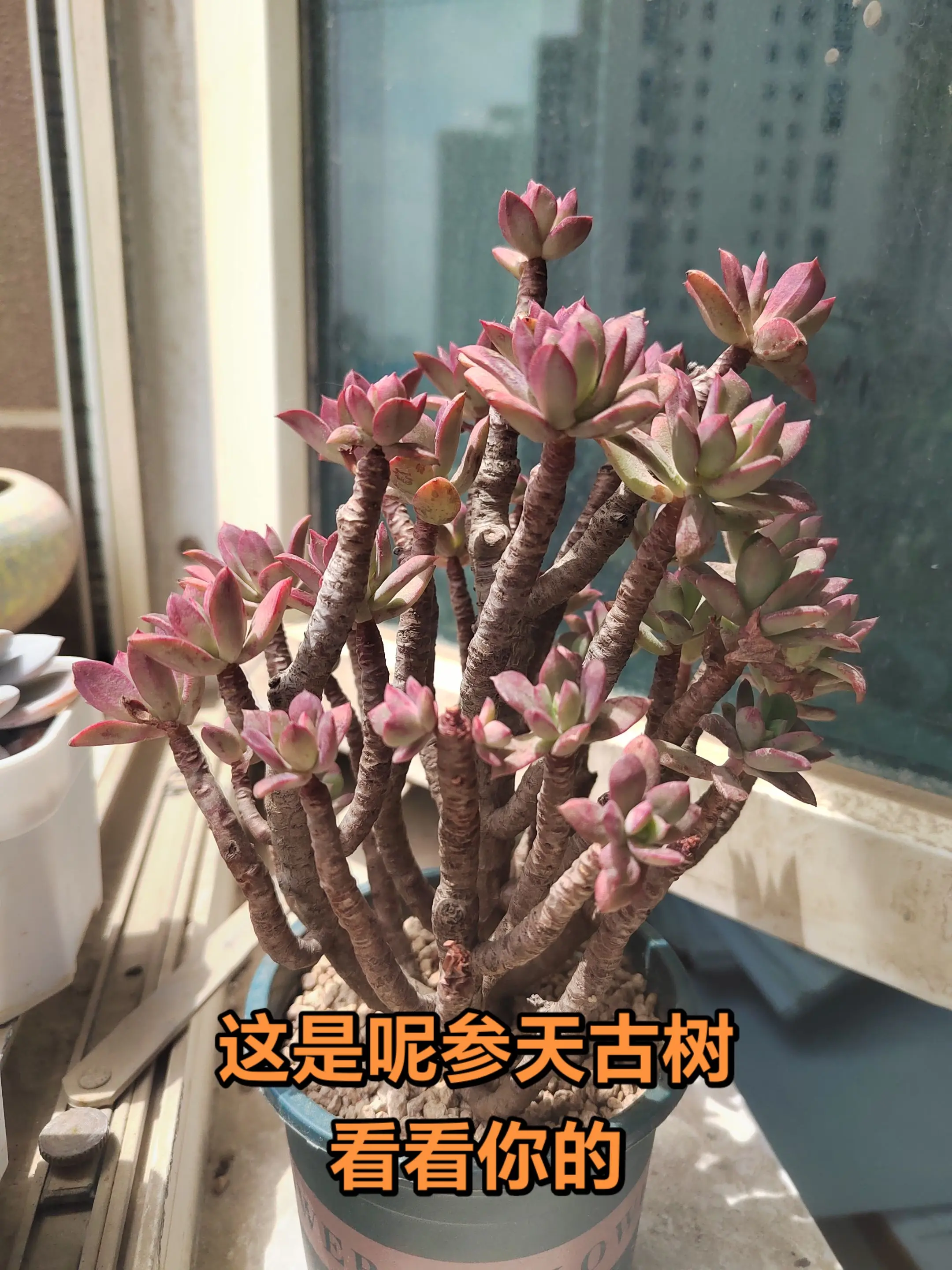 记录多肉生活