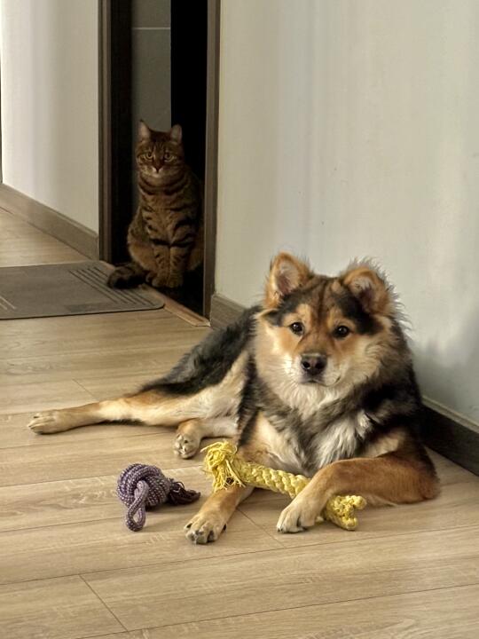 猫狗双全 有种天伦之乐的幸福感